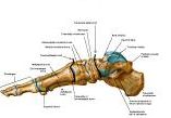 Anatomie: heup,bovenbeen,knie,onderbeen,enkel,voet,acetabulum,collum femoris,trachanter,femur,epicondyl,meniscus,kruisband,cruciate ligament,patella,knieschijf,tibia,fibula,malleolus,talus,calcaneus,tarsus,metatarsus,phalanx,falanx,quadriceps femoris,rectus femoris,sartorius,tensor fasciae latae,tractus iliotibialis,biceps femoris,gastrocnemius,semimembranosus,semitendinosus,soleus,suralis,vena saphena parva,vena saphena magna,sciatic,ischiadicus,peronea